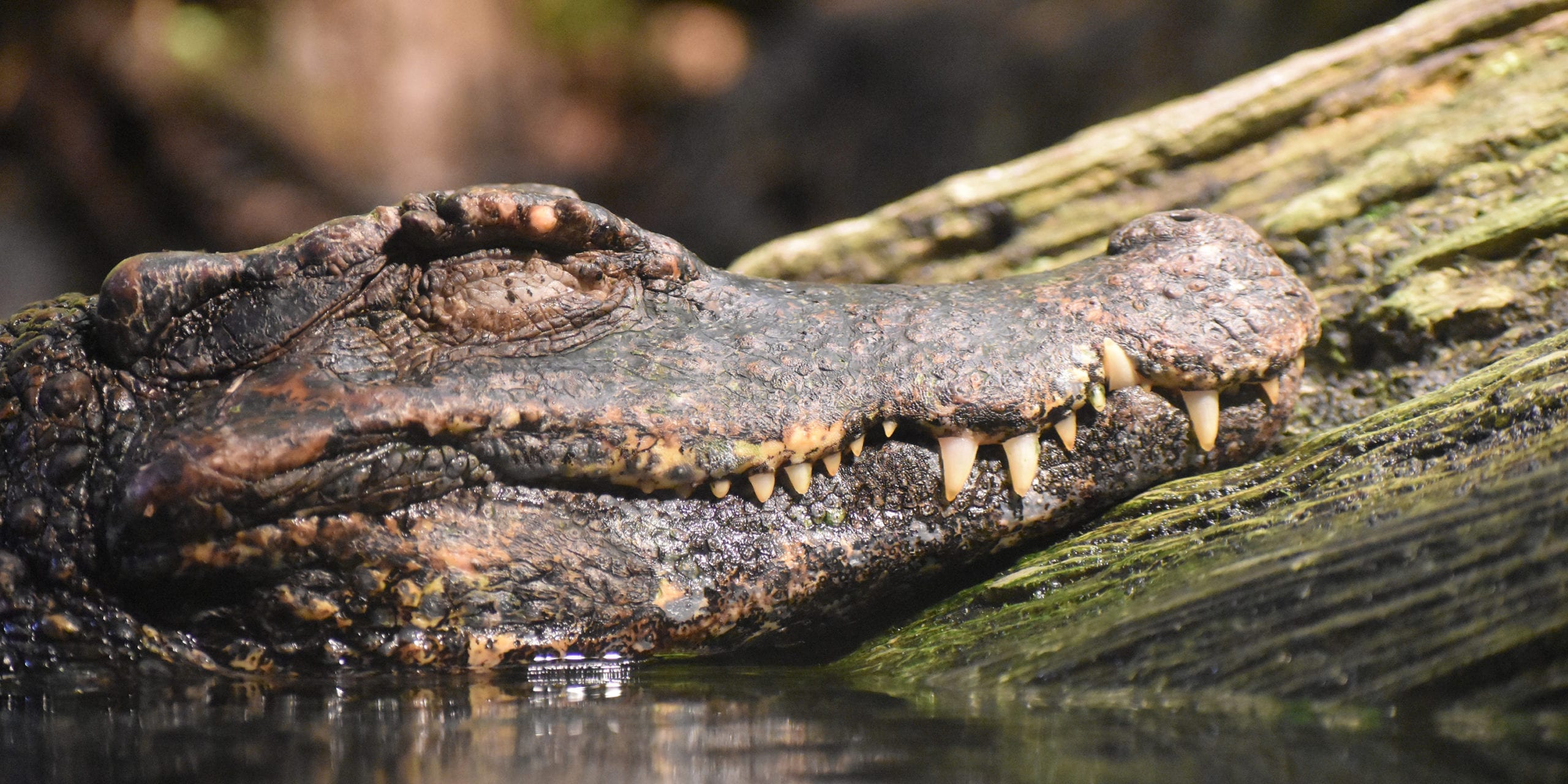 Alligator. Photo by Laura Wolf.