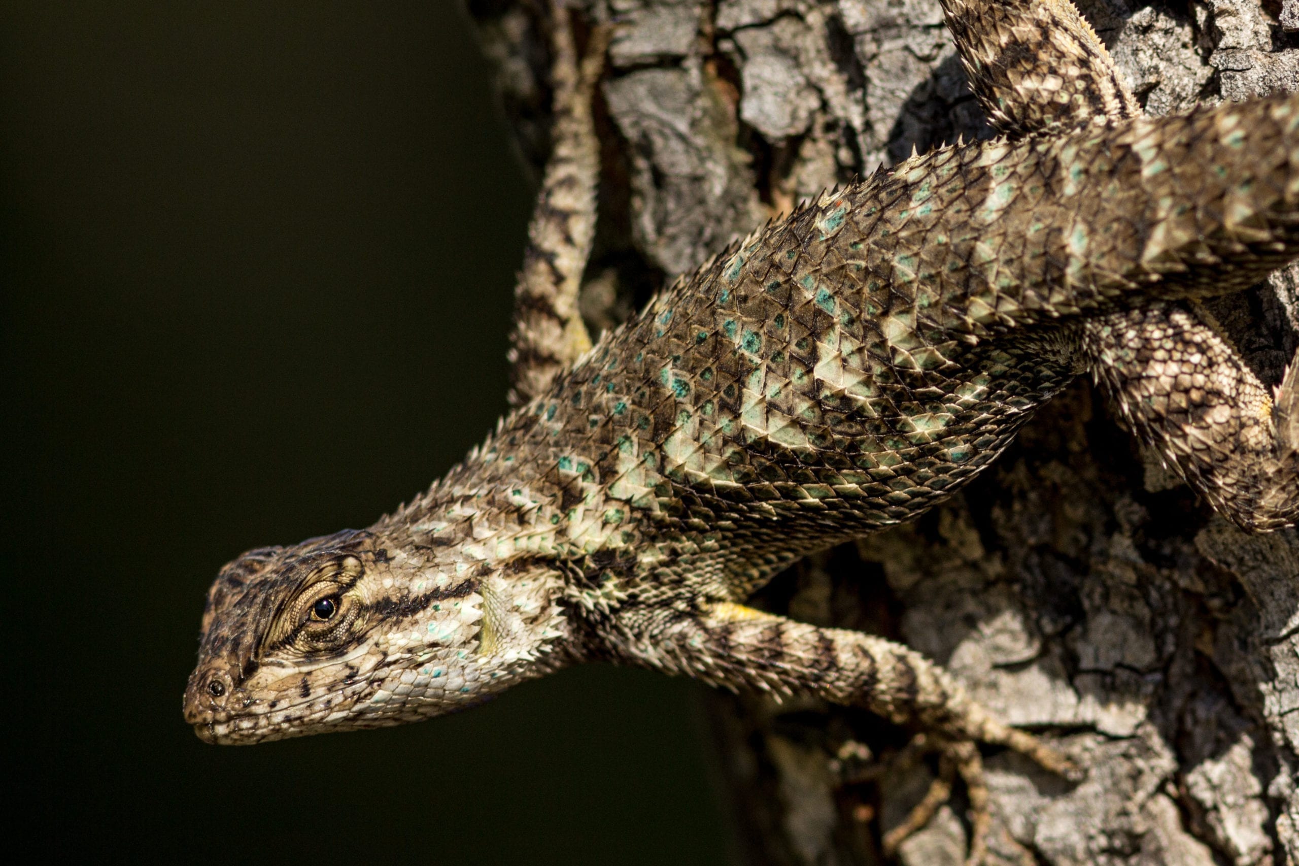 Garden lizard. Photo by Robert Moran.