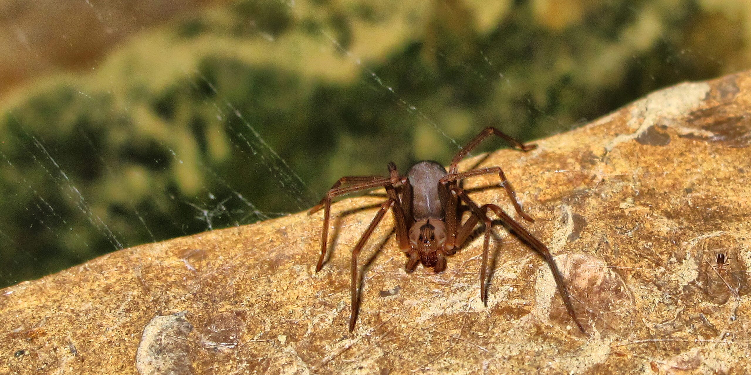 A brown recluse. RDM successfully defended a premises liability claim involving a spider bite at a hotel.